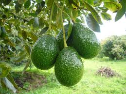 Aguacate - Aguacate